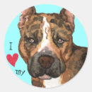 Search for american staffordshire terrier stickers Bully breed