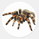 Search for scary spider stickers Arachnid