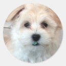 Search for havanese stickers Cute