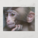 Search for monkey baby postcards Animals in the wild