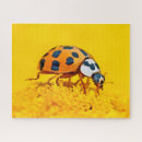 Search for ladybird puzzles Close up