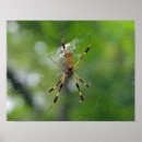 Search for black spider posters Nature