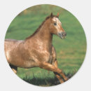 Search for appaloosa horse stickers Running