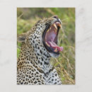 Search for yawn postcards Animal