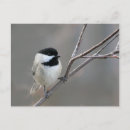 Search for chickadee postcards Black capped chickadee
