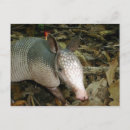 Search for armadillo postcards Nature