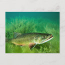 Search for trout postcards Wildlife