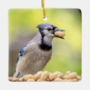 Search for blue jay christmas tree decorations Animal