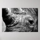 Search for rhinoceroses posters White