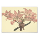 Search for belladonna posters Lily