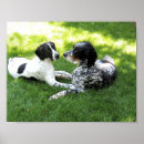 Search for english setter art Pet