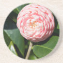 Search for alabama coasters Bloom