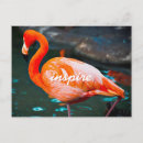 Search for flamingo picture postcards Bird