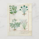 Search for medicinal plants postcards Testard