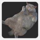 Search for fat cat stickers Kitty