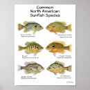 Search for freshwater fishing posters Nature