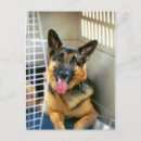Search for k 9 postcards German shepherd