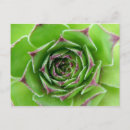 Search for peace rose postcards Nature