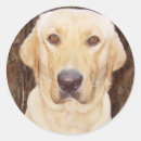 Search for handsome stickers Labrador retriever