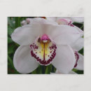 Search for dendrobium postcards Orchid