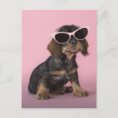 Search for wear pink postcards Puppy