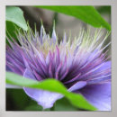 Search for clematis posters Bloom