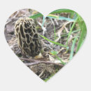 Search for morel stickers Fungi