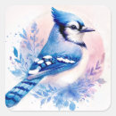 Search for jay bird stickers Birdwatching