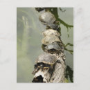Search for pond turtle postcards Water