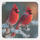 Search for northern red cardinals stickers Snow