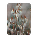 Search for oats magnets Nature