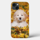 Search for mixed breed electronics Animal