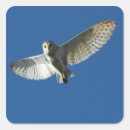 Search for barn owl stickers Flight