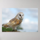 Search for owl decor art Picture