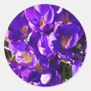 Search for spring crocus stickers Nature