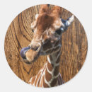 Search for funny giraffes stickers Zoo