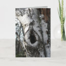 Search for white bark postcards Photography