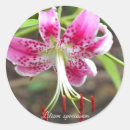 Search for lilium stickers Flower
