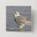 Search for snowy badges Wildlife