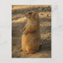 Search for dog postcards Cute animals