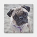 Search for closeup magnets Animal