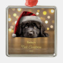 Search for newfoundland dog christmas tree decorations Dogs