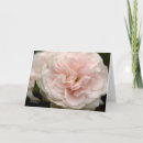 Search for pale rose cards Photography