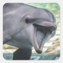 Search for dolphin images stickers Cute
