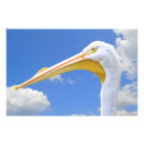 Search for endangered birds posters Wild