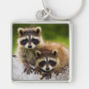 Search for raccoon key rings Wildlife
