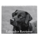 Search for labrador retriever calendars Puppy
