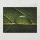Search for leaf vein postcards Botanical