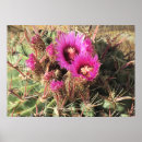 Search for cactus posters Pink