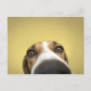Search for len postcards Dog